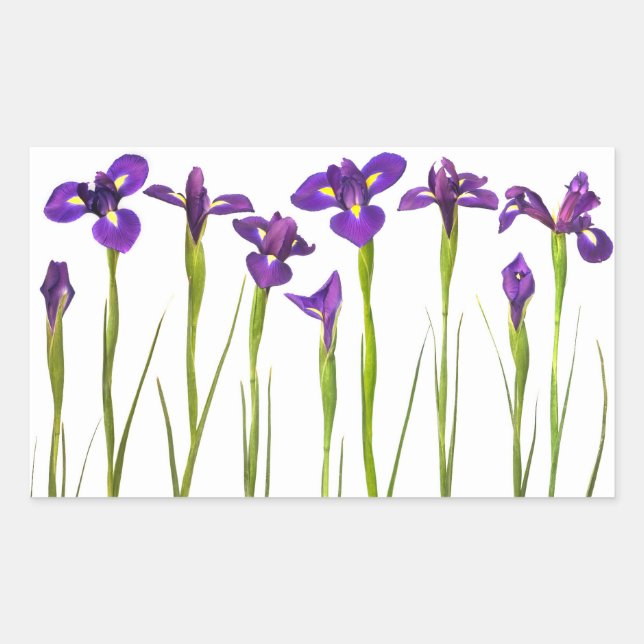 Purple Irises - Iris Flower Customized Template Rectangular Sticker (Front)