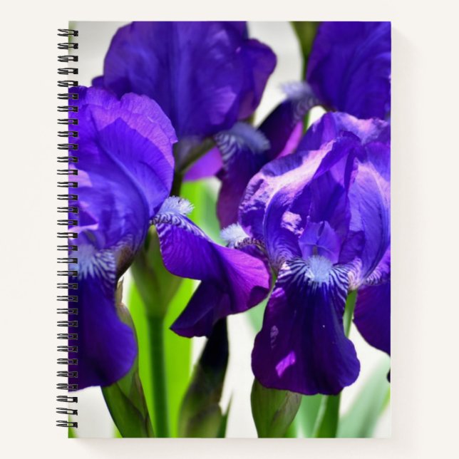 Purple Irises Iris Flower Notebook (Front)