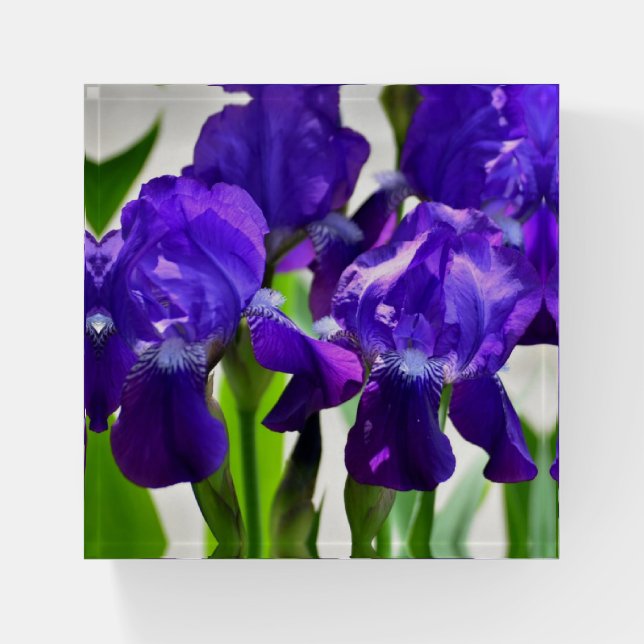Purple Irises Iris Flower Paperweight (Front)