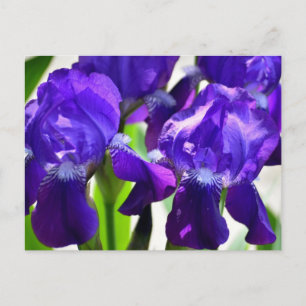 Purple Irises Iris Flower Postcard