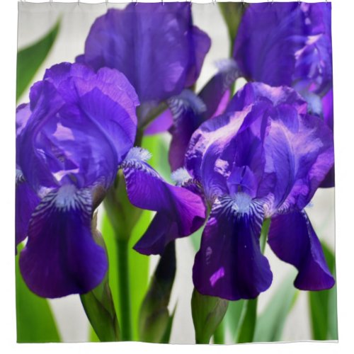 Purple Irises Iris Flower Shower Curtain