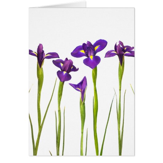 Purple irises isolated on a white background cards (Front)