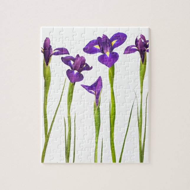 Purple irises isolated on a white background jigsaw puzzle (Vertical)