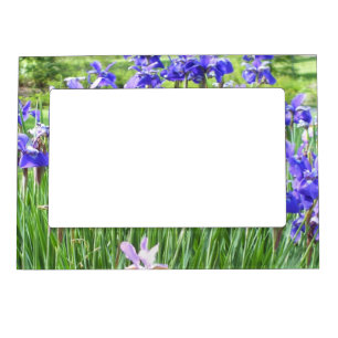 Purple Irises Photo Magnet