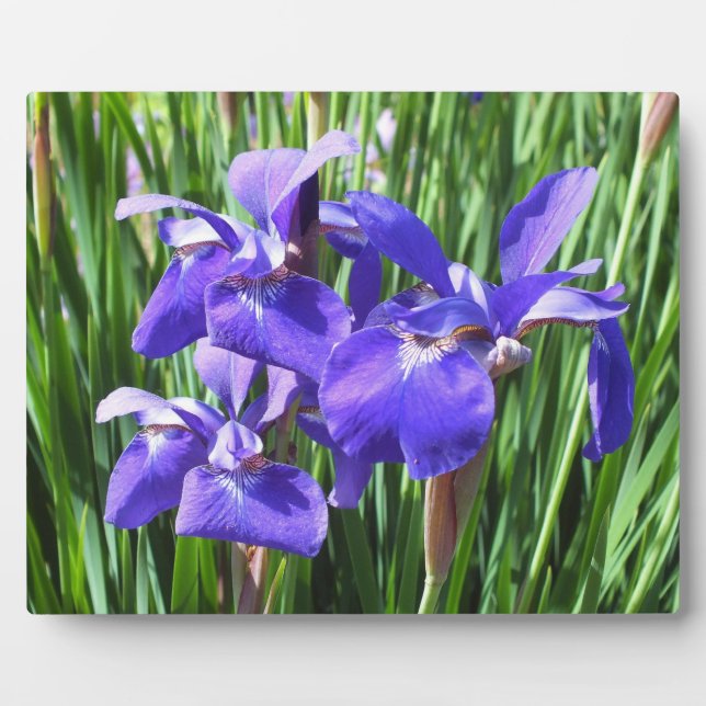 Purple Irises Photo Plaque (Front)