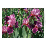Purple Irises Spring Floral