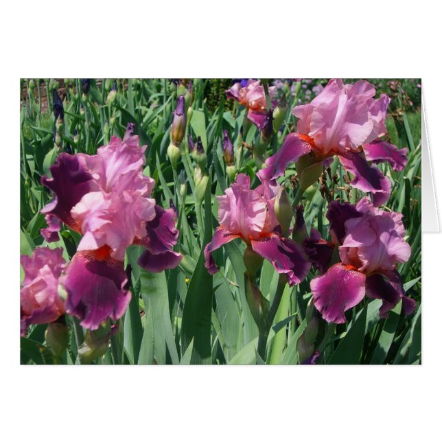 Purple Irises Spring Floral Cards (Front Horizontal)