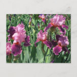 Purple Irises Spring Floral Postcard