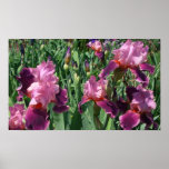 Purple Irises Spring Floral Poster
