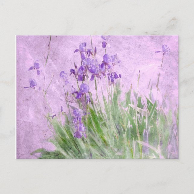 Purple Irises Watercolor - Postcard (Front)