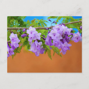 Purple Jacaranda Flowers Postcard