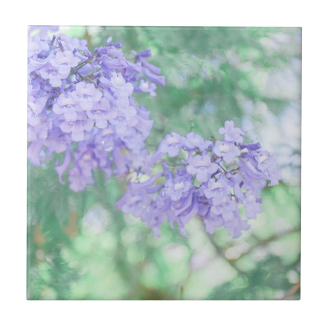 Purple Jacaranda Tree Flowers Nature Ceramic Tile (Front)