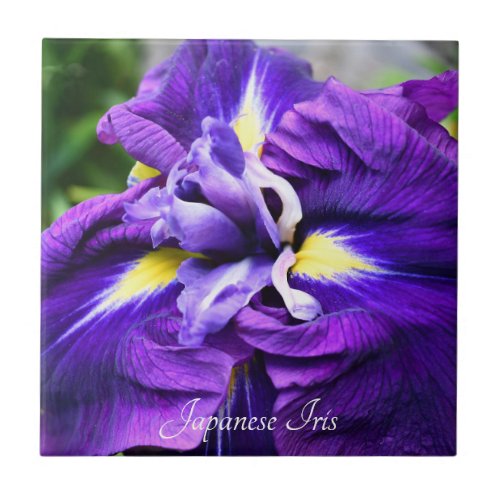 Purple Japanese Iris Bloom Floral Ceramic Tile