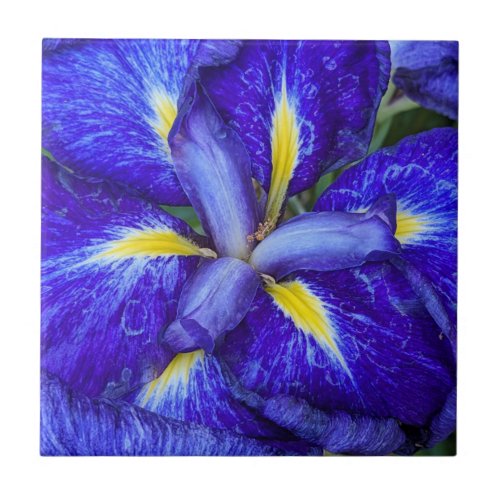 Purple Japanese Iris Floral Ceramic Tile