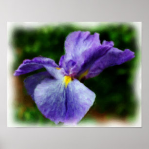 Purple Japanese Iris Flower Art Photo Painting Poster