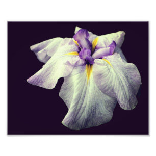 Purple Japanese Iris Flower Close Up 8x10 Photo Print
