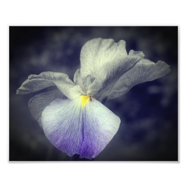 Purple Japanese Iris Flower Partial Color 8x10 Photo Print (Front)