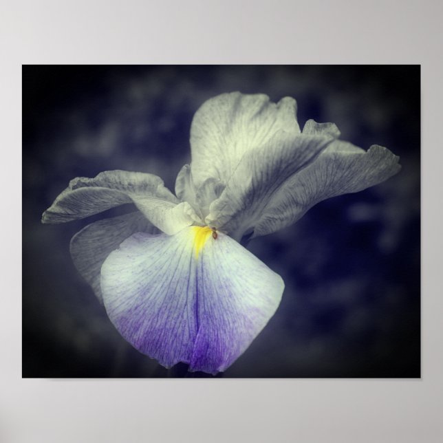 Purple Japanese Iris Flower Partial Color Poster (Front)