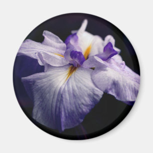 Purple Japanese Iris Flower Photography Magnet