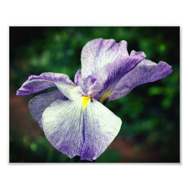 Purple Japanese Iris Flower Unfolding 8x10 Photo Print (Front)