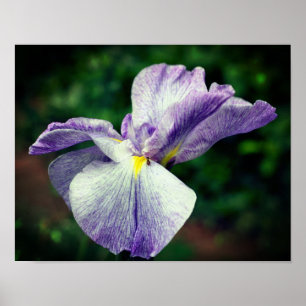 Purple Japanese Iris Flower Unfolding Poster