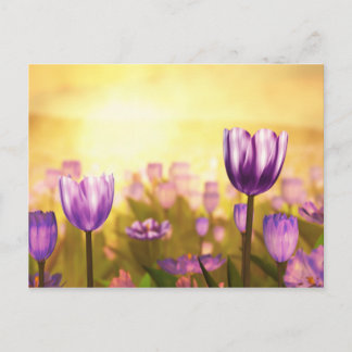 Purple Jubilee Postcard