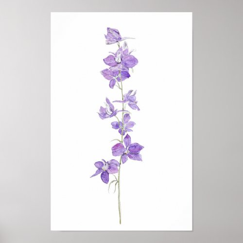 purple larkspurs flowers watercolour  poster