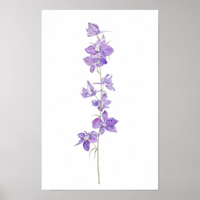 purple larkspurs flowers watercolour  poster (Front)