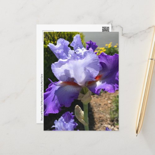 Purple  Lavender Bearded Iris Postcard