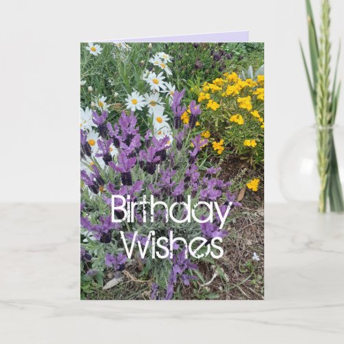 Purple Lavender  Daisy Flower Floral Birthday Car Card