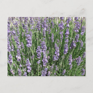 Purple Lavender Delight Postcard