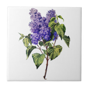 Purple Lavender Drawn From Nature Ceramic Tile