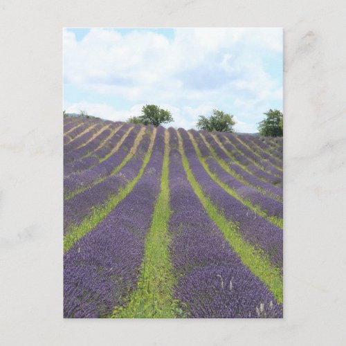 Purple lavender fields near Sault Postcard