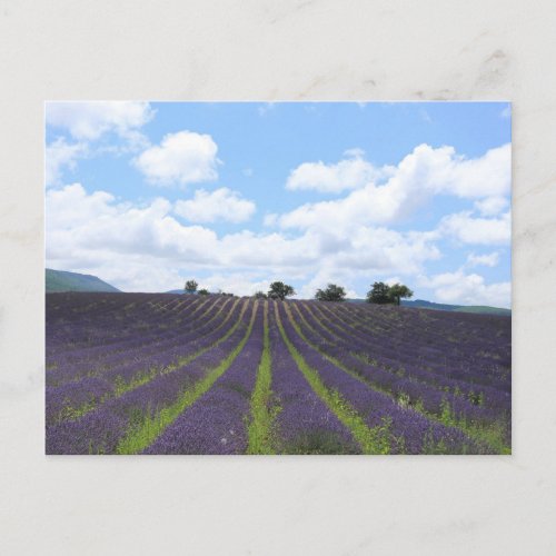 Purple lavender fields near Sault Postcard
