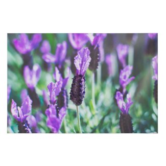 Beautiful purple lavender flowers field