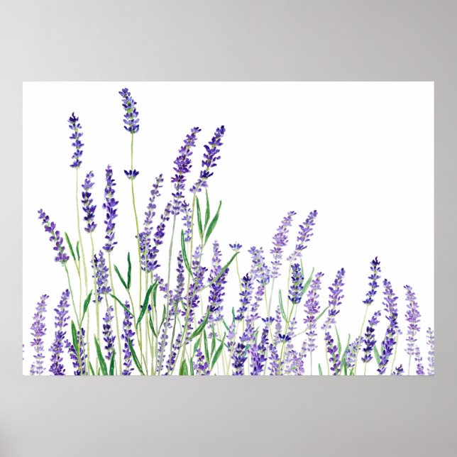 purple lavender horizontal watercolor poster (Front)
