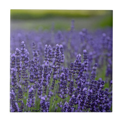Purple lavender meadow ceramic tile