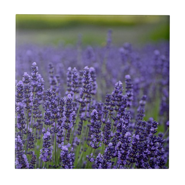 Purple lavender meadow ceramic tile (Front)