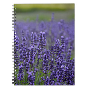 Purple lavender meadow notebook