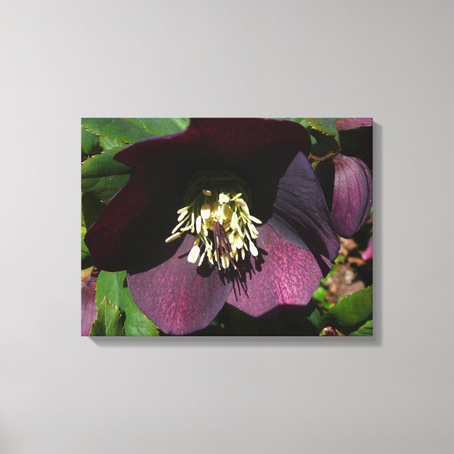 Purple Lenten Rose Easter Flower Canvas Print (Front)