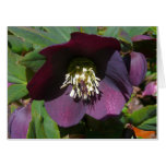 Purple Lenten Rose Easter Flower Card