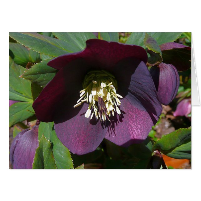 Purple Lenten Rose Easter Flower Card (Front Horizontal)