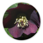 Purple Lenten Rose Easter Flower Ceramic Knob