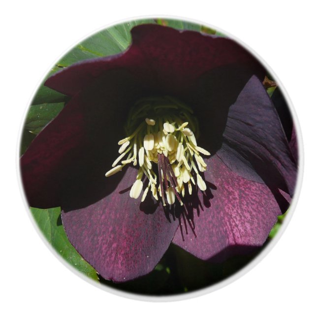 Purple Lenten Rose Easter Flower Ceramic Knob (Front)