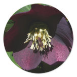 Purple Lenten Rose Easter Flower Classic Round Sticker