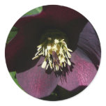 Purple Lenten Rose Easter Flower Classic Round Sticker