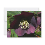 Purple Lenten Rose Easter Flower Holiday Card