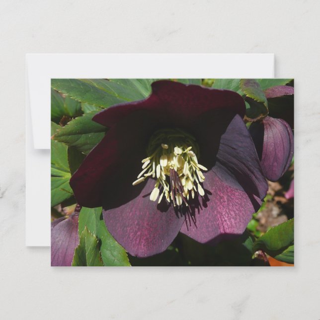 Purple Lenten Rose Easter Flower Holiday Card (Front)