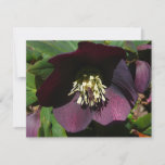 Purple Lenten Rose Easter Flower Holiday Card