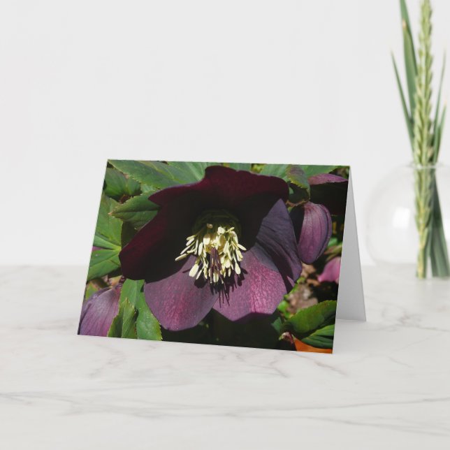 Purple Lenten Rose Easter Flower Holiday Card (Front)